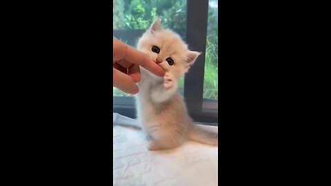 cute cat baby