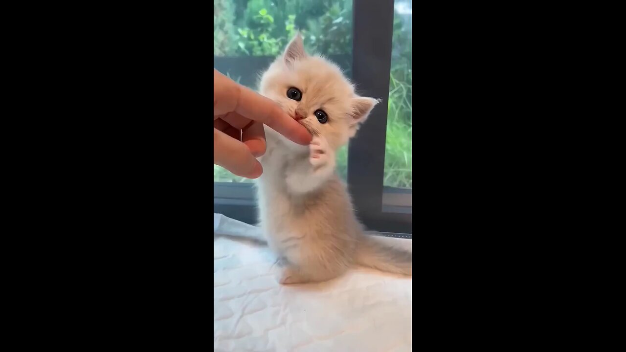 cute cat baby