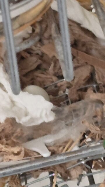 We have an egg! 10-31-25 juiciest haha ah cc