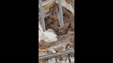 We have an egg! 10-31-25 juiciest haha ah cc