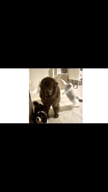 Ragdoll disciplines Giant Newfoundland