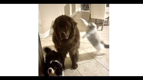 Ragdoll disciplines Giant Newfoundland