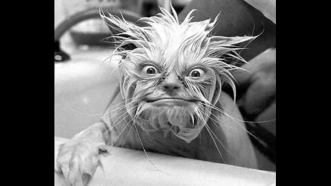 BOND MARKET HAS CRACKED, RUN FOR GOLD, RUN