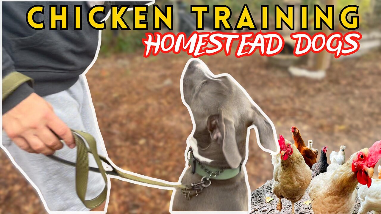 Watch This American Bully Take on Chickens in Security Dog Training Challenge