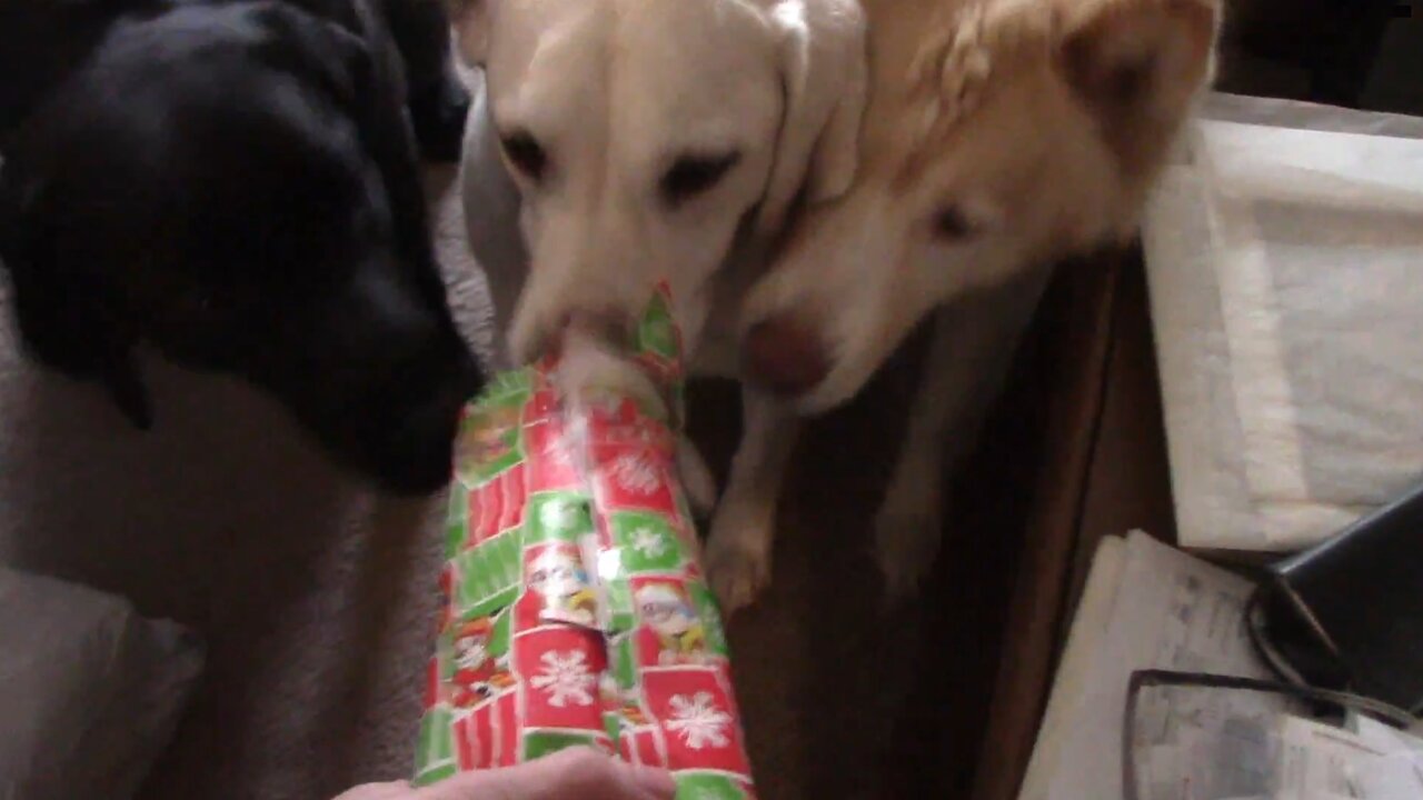 Dogs open presents