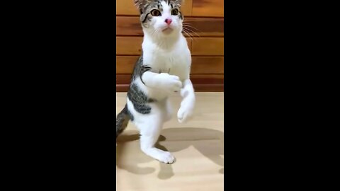 COOL CAT