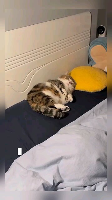 Cat funny nap