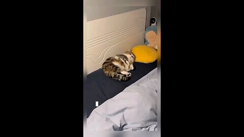 Cat funny nap