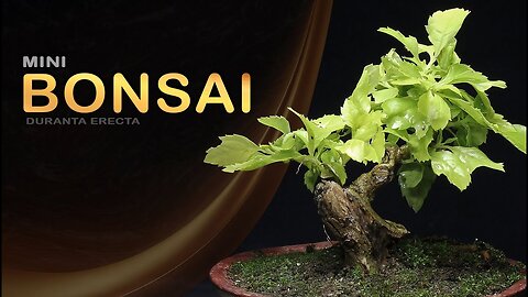 Mini Bonsai: Bonsai SP