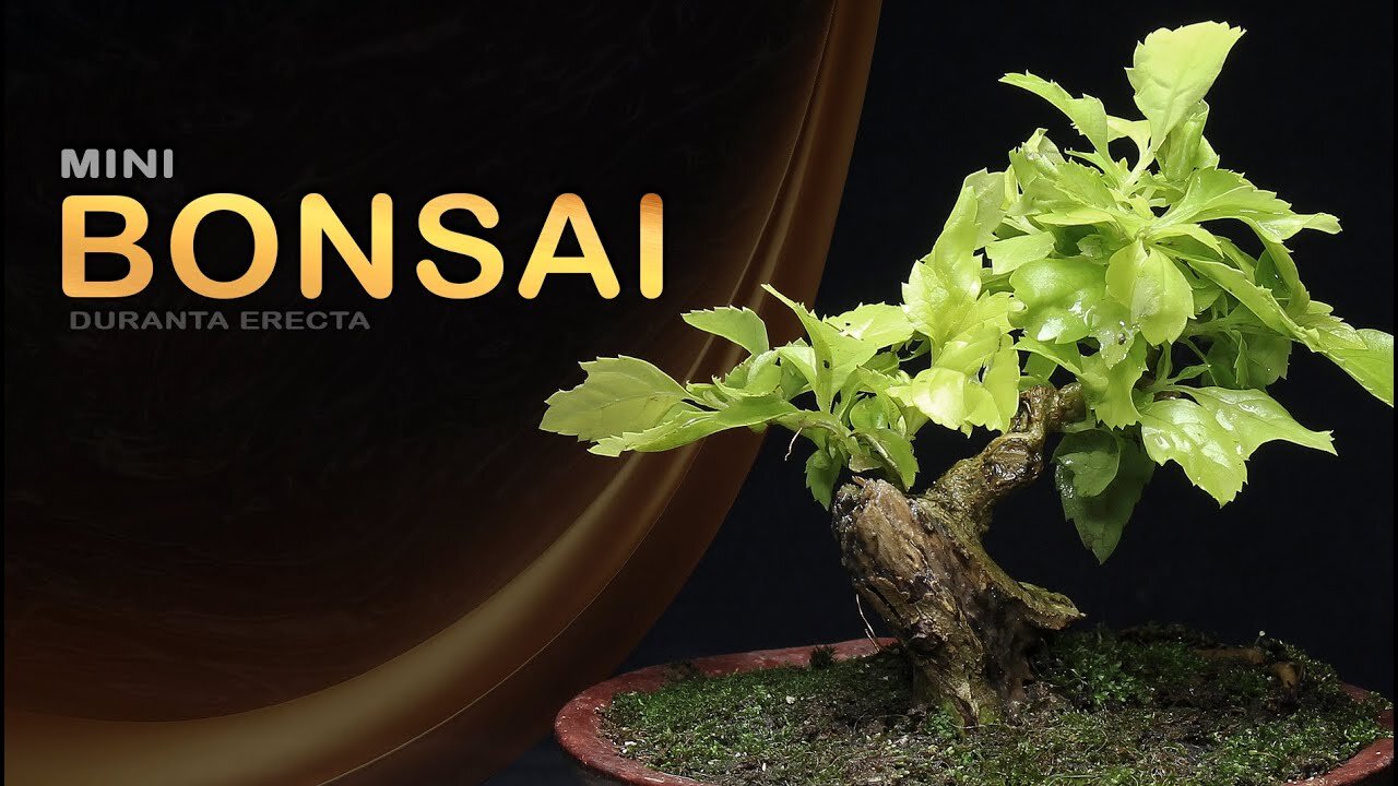 Mini Bonsai: Bonsai SP