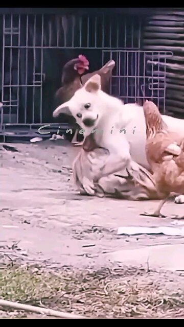 oo funny!How cute is that.... NEWSMAX2 LIVE Hey one in a Million love 😻💖🐶@