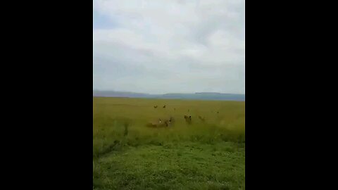 Lioness Attacked By Hyena Clan & Is Saved By Her PRIDE!!!!