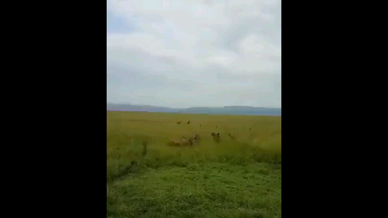 Lioness Attacked By Hyena Clan & Is Saved By Her PRIDE!!!!