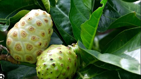 Noni vs. Boiled Orange Peel Water: The BIG C Prevention