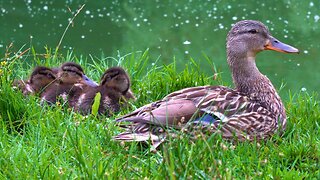 Mallard Duck Hen with Her Sleeping Ducklings