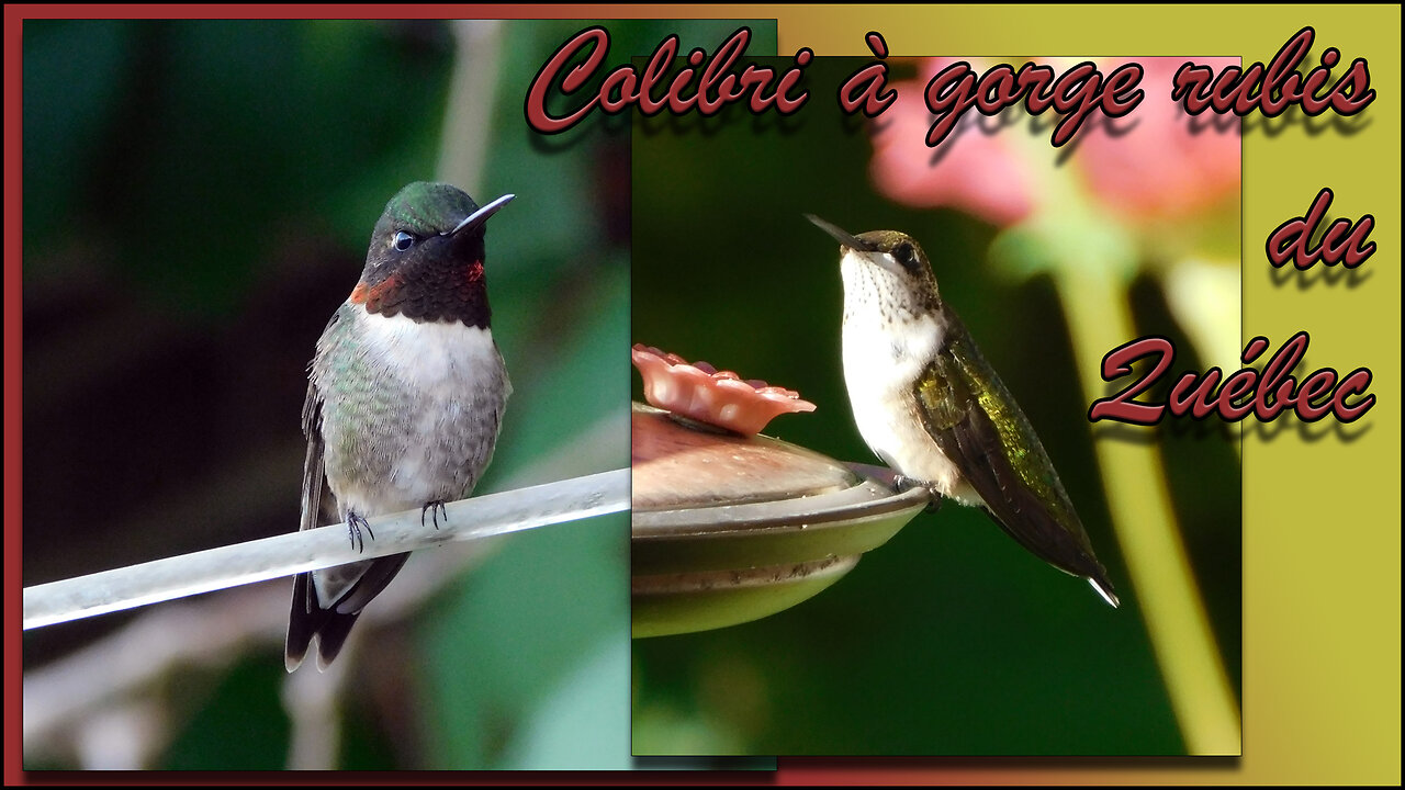 Colibri à gorge rubis du Québec / Ruby-throated Hummingbird of Quebec