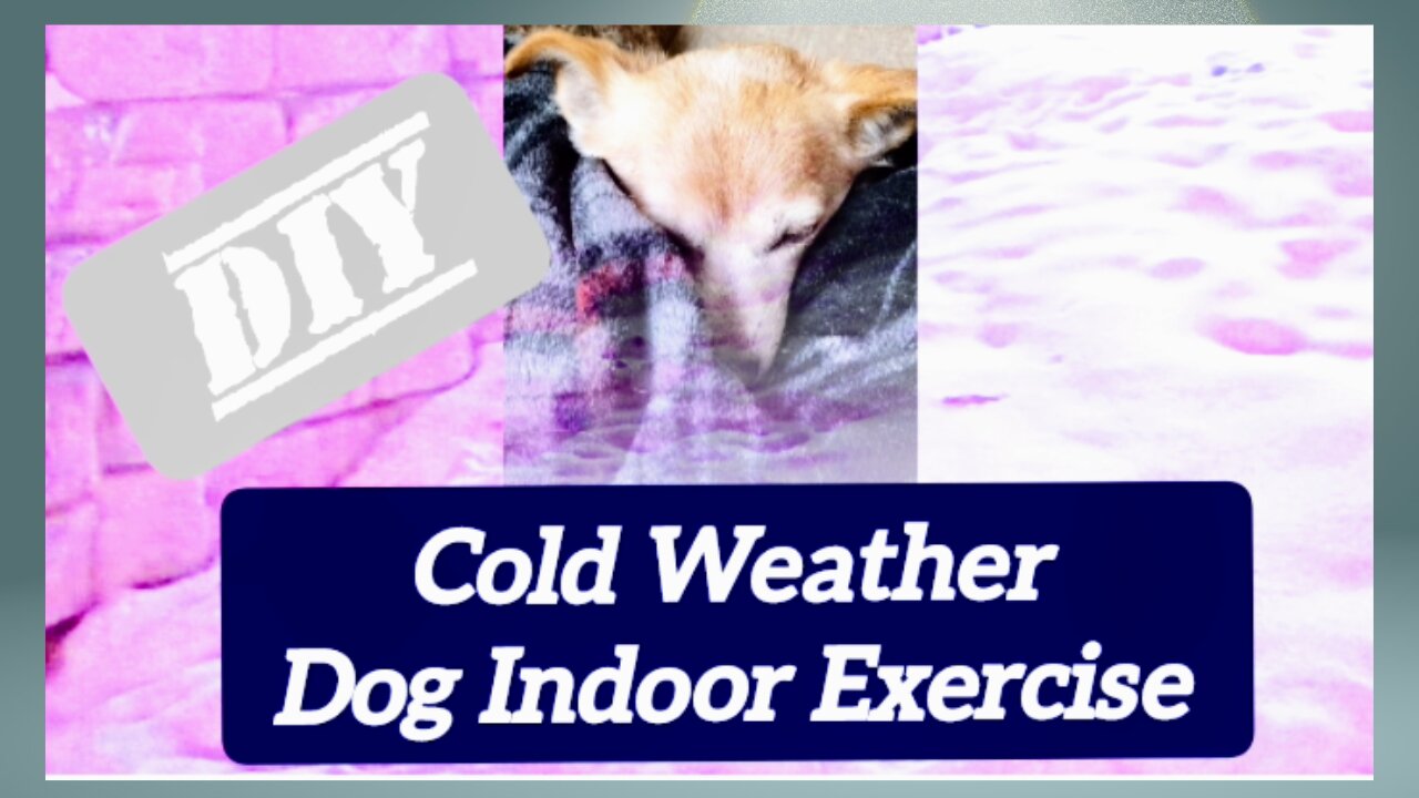 Super FUN Cold Day Activity for DOGS