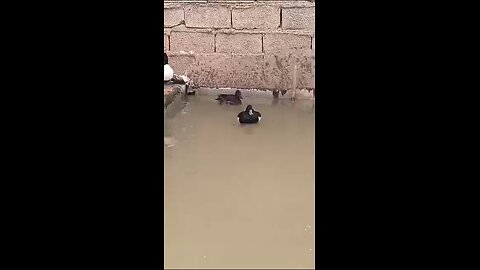 local duck