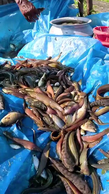 wild life fishing in river