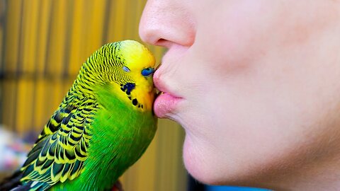 Budgie Talks To Owner To Stop Feeling Lonely