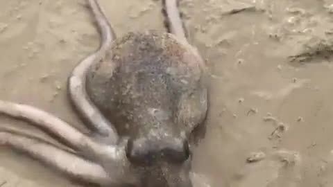🤯✨ Watch This Octopus Enter a Hole Backwards! | FeedMyCuriosity