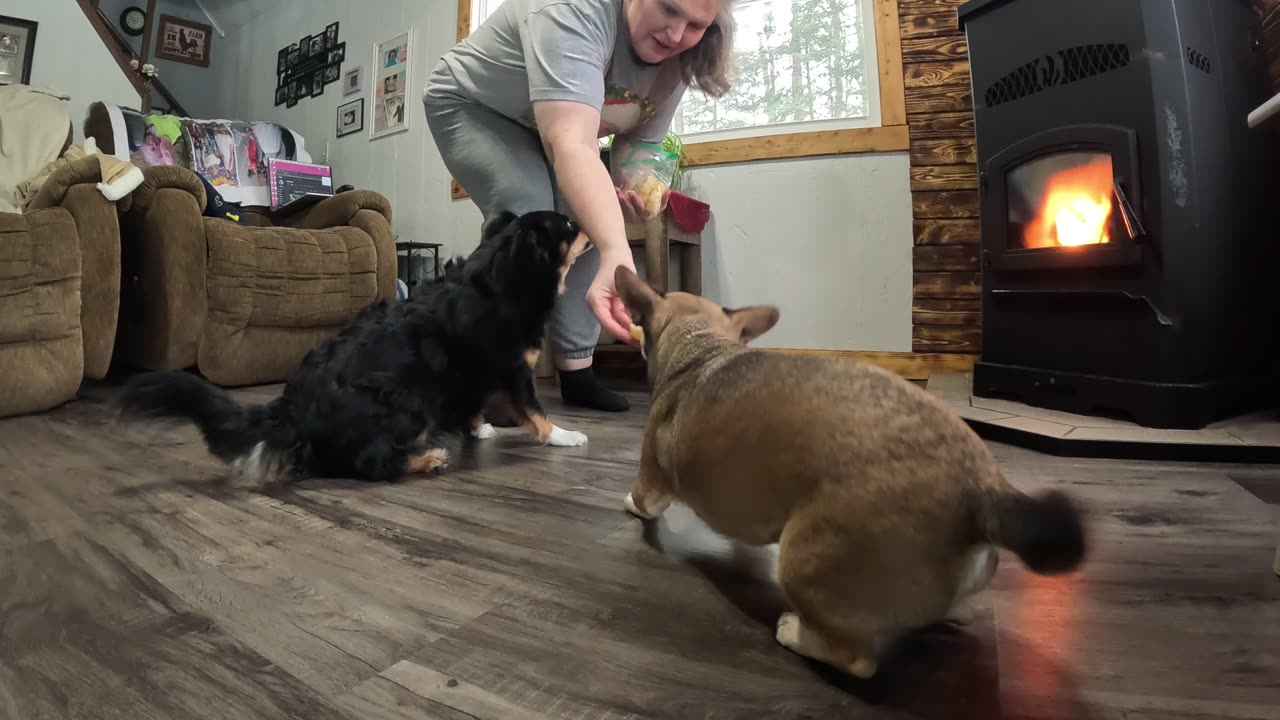 The Momma makes us do tricks for frozen pineapple! And we LOVE it!