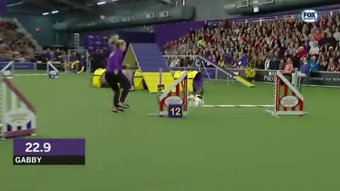 Check out the best of the 2019 WKC Masters Agility Championship | FOX SPORTS