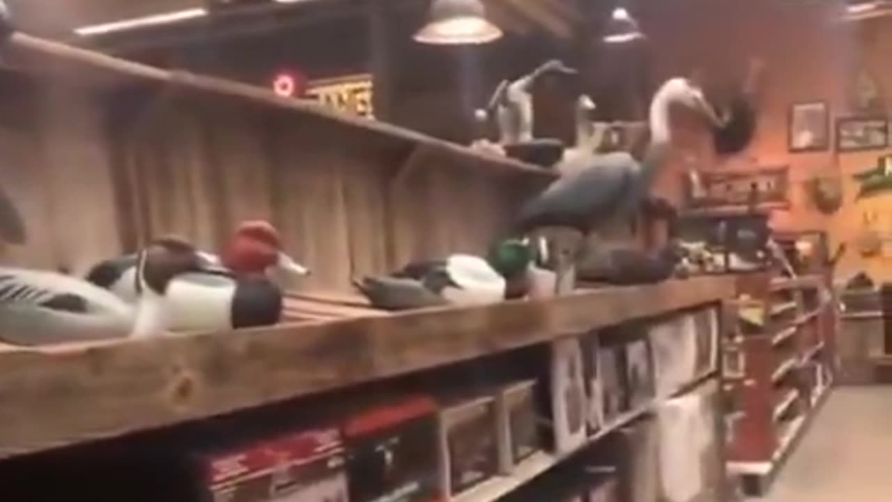 Derpy dog points at wood birds..😅