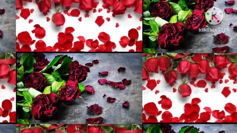 नाजुक जज्बात#soft Emotions 🌹💖🌹