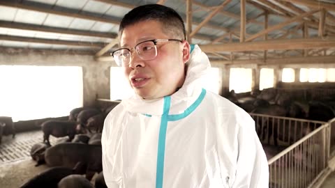 China’s black pork 'Wagyu' gives farmers a lifeline