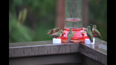 Paralyzed Hummingbird