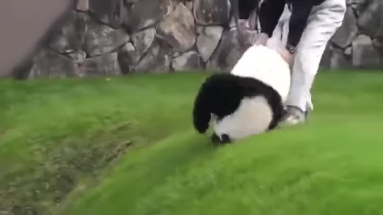 panda videos