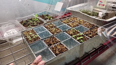 Seedling Update Feb2025