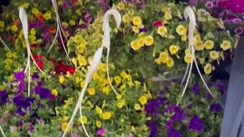 gays and flowers