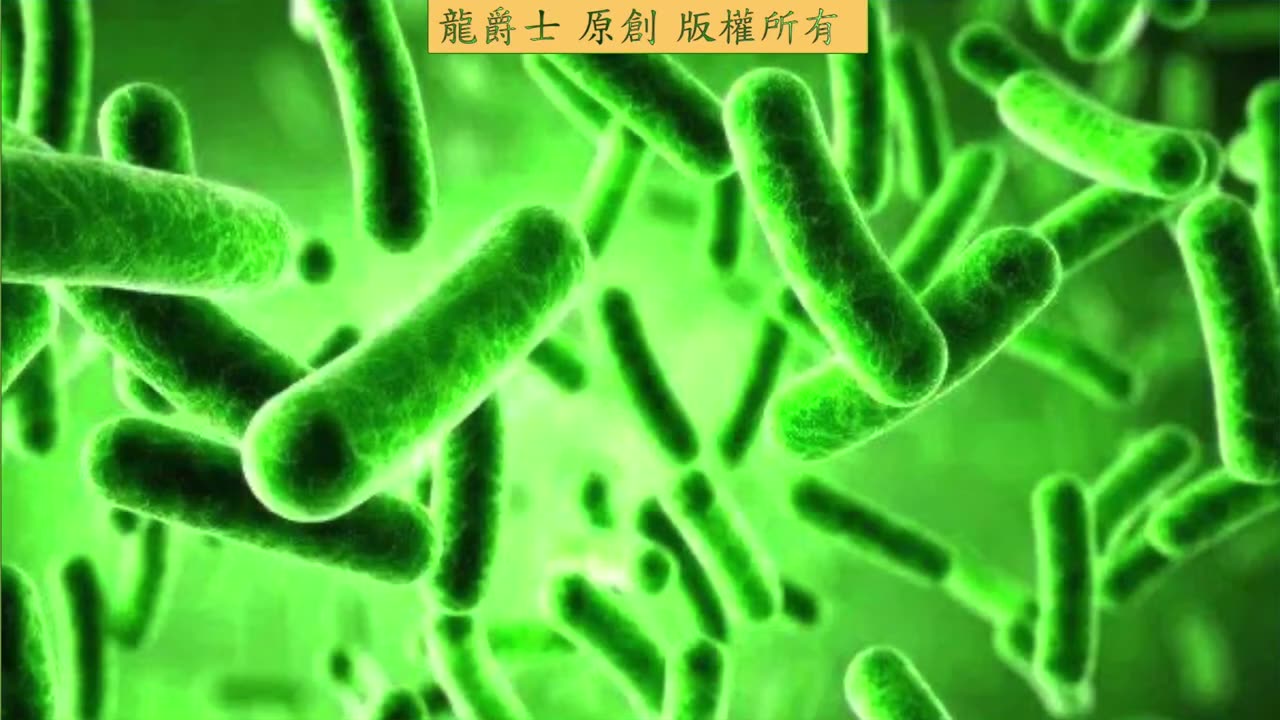 【龍爵士】Q263 殺菌燈放底濾缸會不會把硝化菌給殺掉