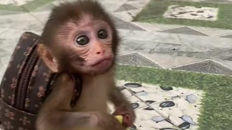 Cute Monkey with backpack