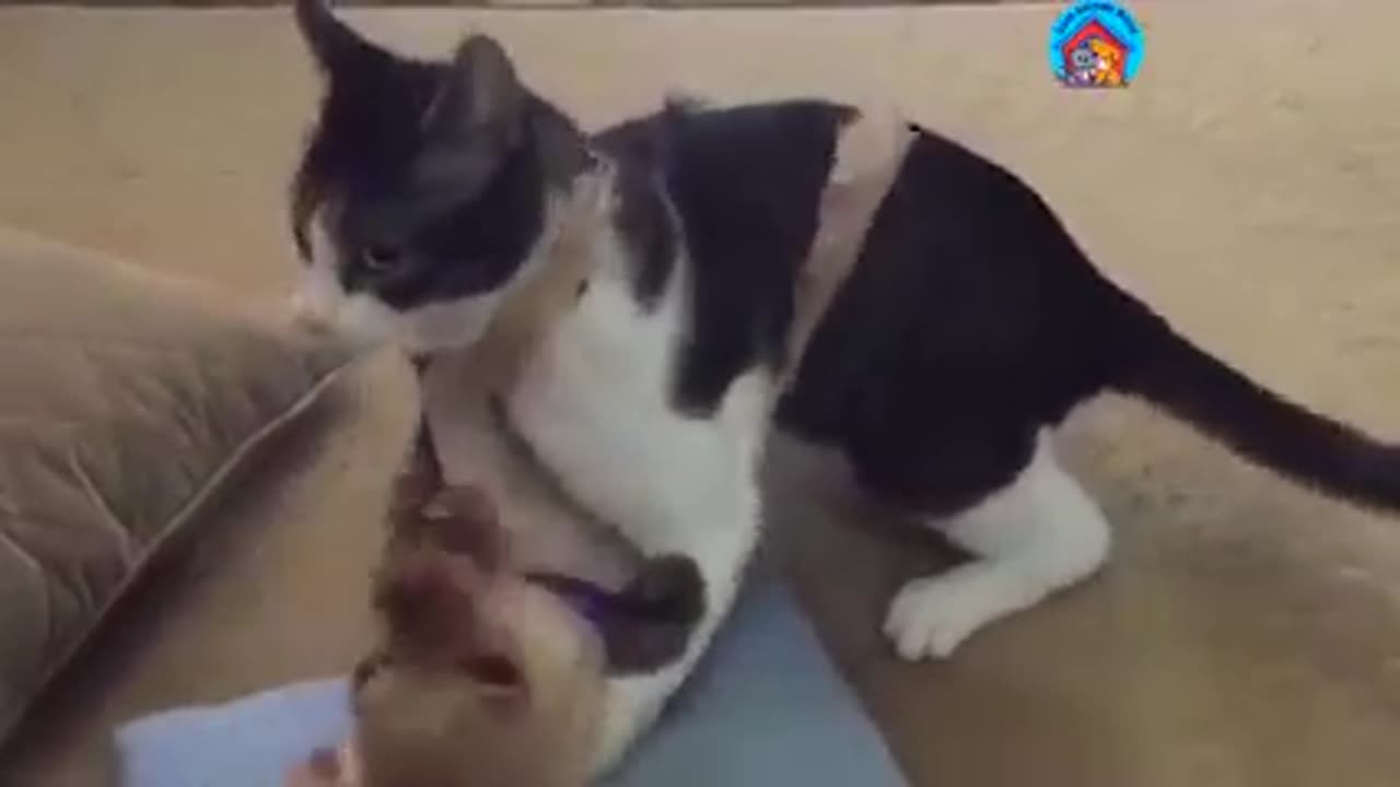 Funniest cats and dogs video