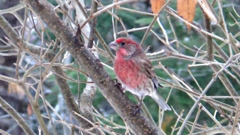 House Finch