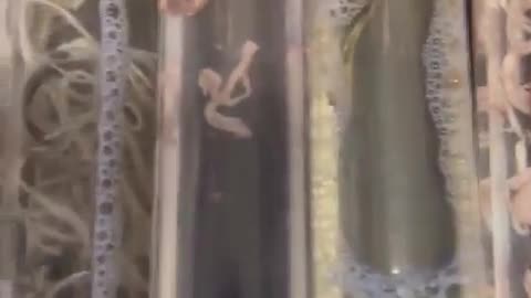 Viral: Bestatter John Olooney klagt über psychische Belastung: