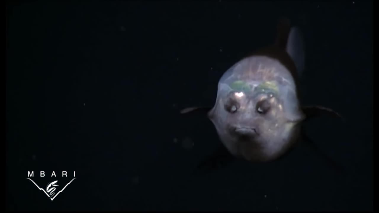 deep-sea fish