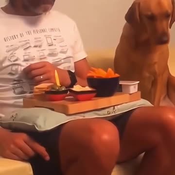 Funny dog "Afraid of sleeping alone"