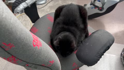 Cute Precious Piper is a Perfect Rectangle Office Loaf - My Adopted Shelter Cat Vlog