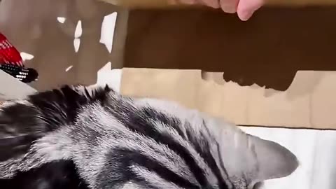 Just meowing won't get the job done, my friend You have to work #shorts #viral