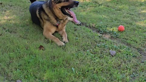 Virgil the sable.