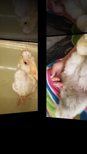 Bath time and cuddles after a long day of playing in the mud! #SparklegleamFarm #Lemongrab