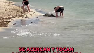 ❌🐢 Polémica en Hawái por hombre que alzó una tortuga marina protegida