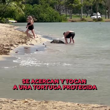 ❌🐢 Polémica en Hawái por hombre que alzó una tortuga marina protegida