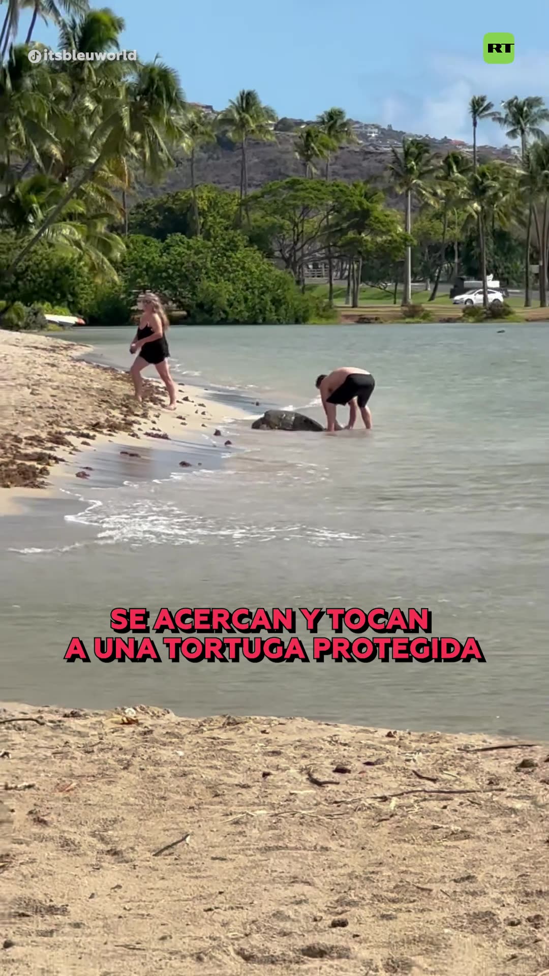 ❌🐢 Polémica en Hawái por hombre que alzó una tortuga marina protegida