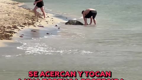 ❌🐢 Polémica en Hawái por hombre que alzó una tortuga marina protegida