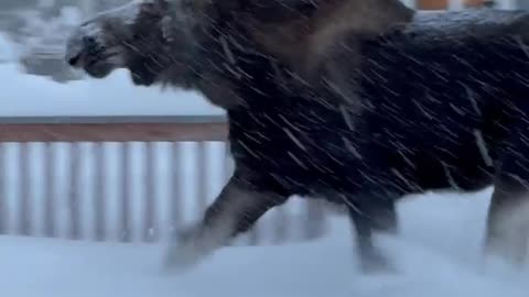 Close Call as Moose Charges at Man Clearing Snow in Alaska